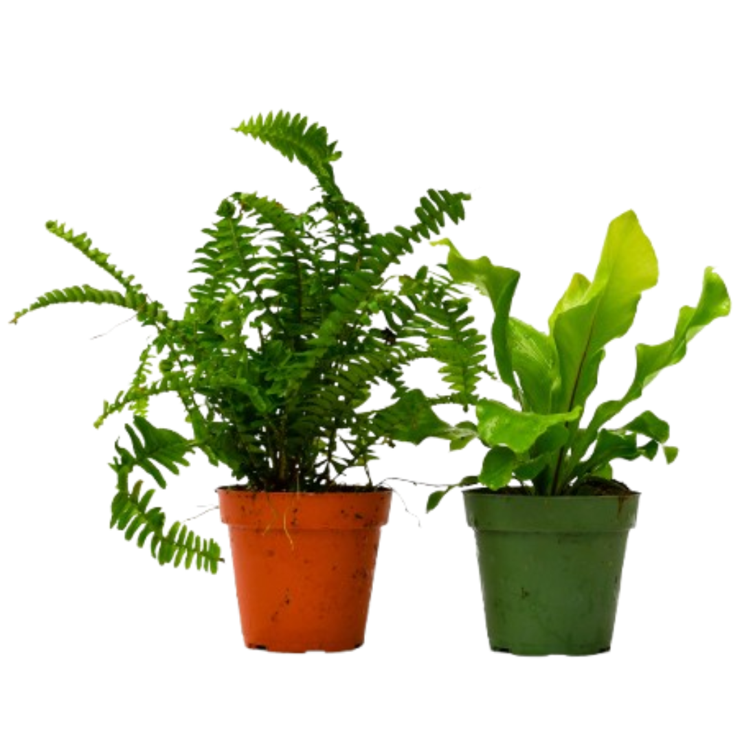 2 Fern Variety Pack in 4-inch pots: fern in orange pot and leafy green plant in green pot on Tampa Home & Garden Store