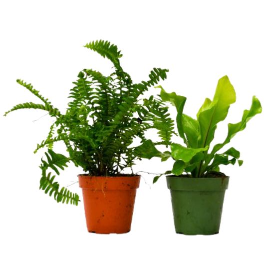 2 Fern Variety Pack in 4-inch pots: fern in orange pot and leafy green plant in green pot on Tampa Home & Garden Store