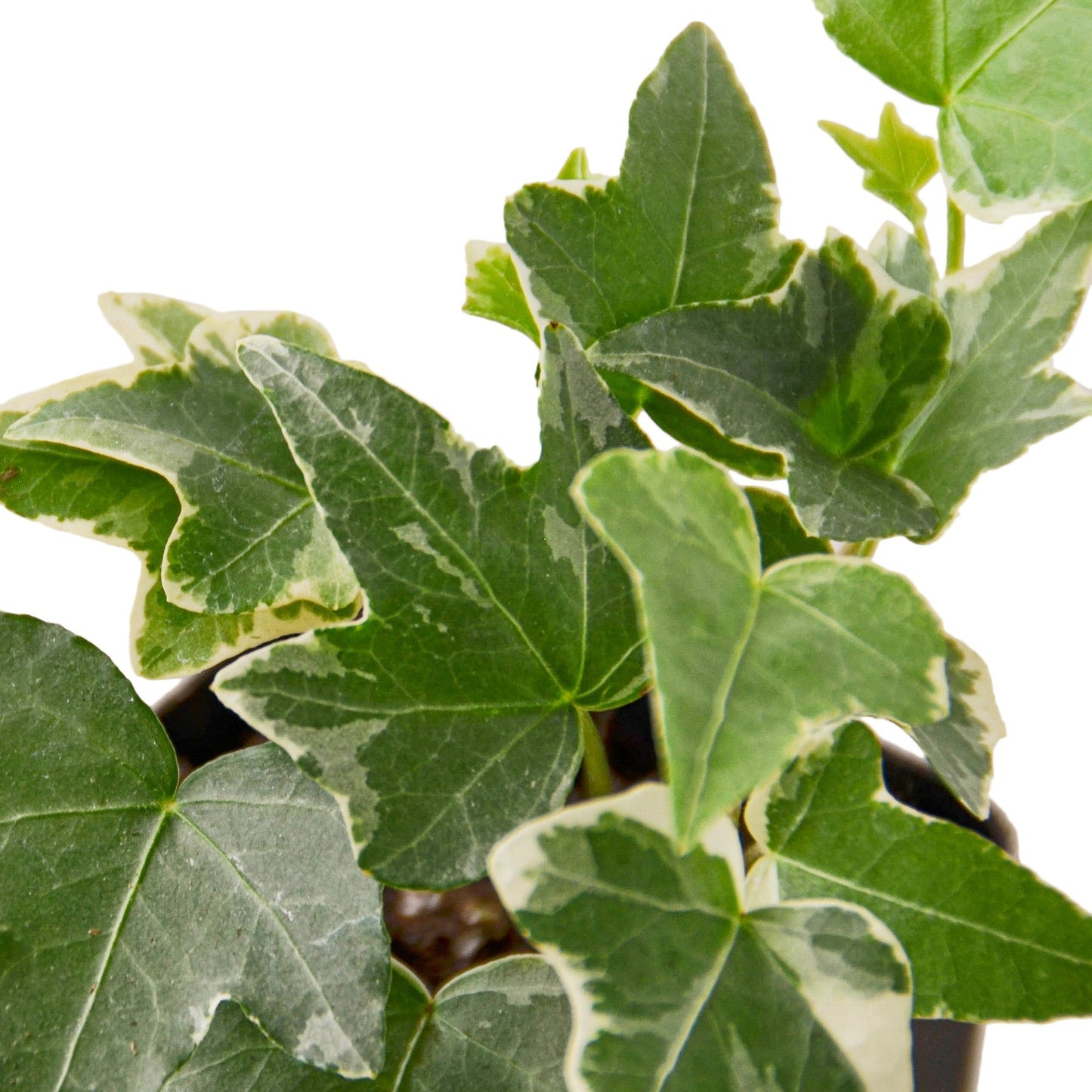 English Ivy Glacier variegated leaves with cream margins Rooted Treasures Farms on Tampa Home & Garden Store
