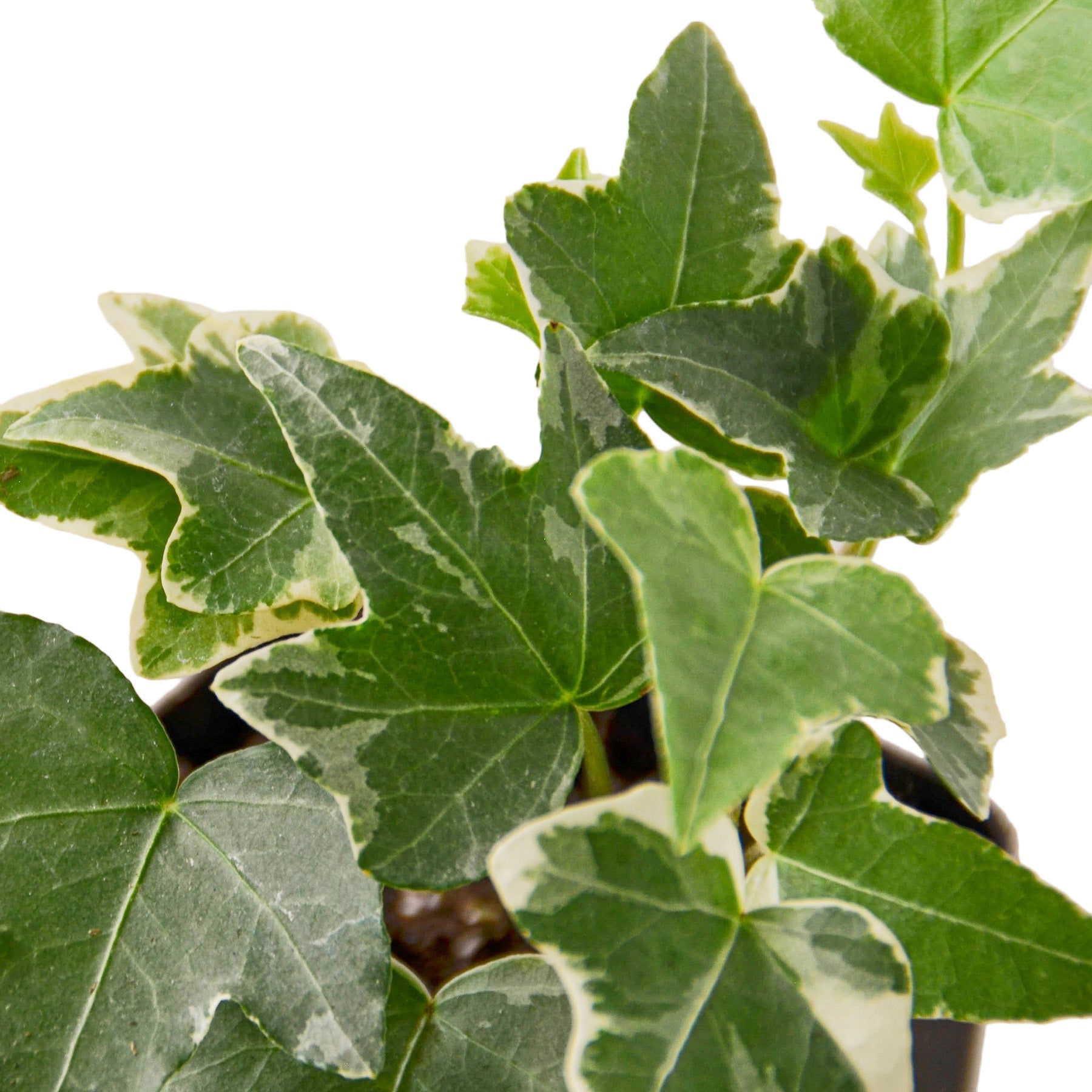 English Ivy Glacier variegated leaves with cream margins Rooted Treasures Farms on Tampa Home & Garden Store