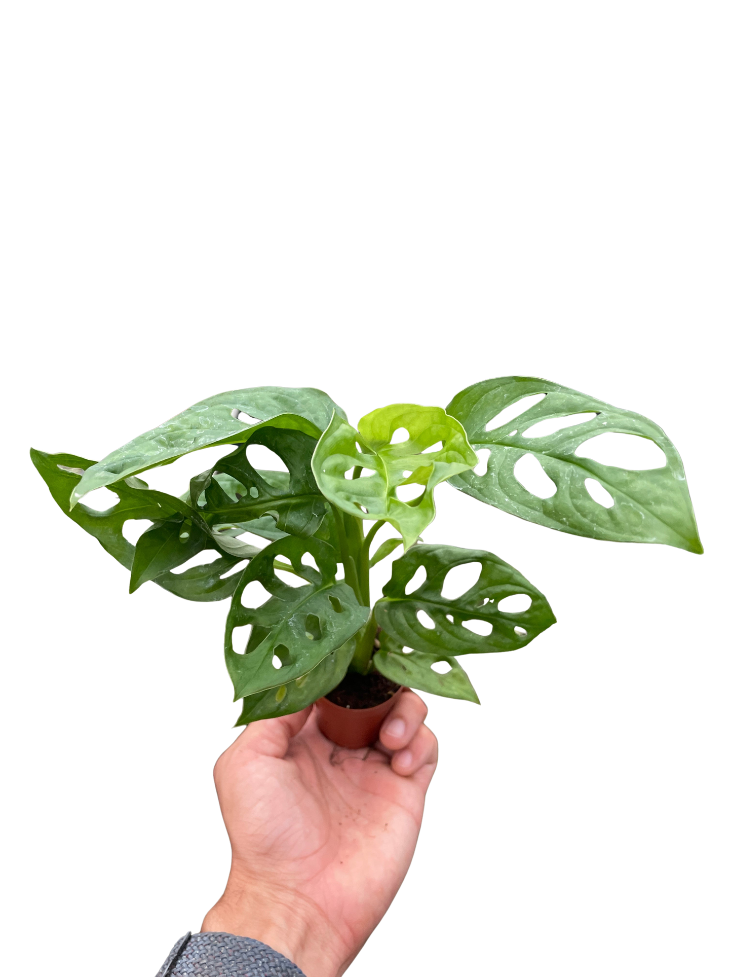 Monstera Adansonii Swiss Cheese indoor plant in small pot by Rooted Treasures Farms on Tampa Home & Garden Store