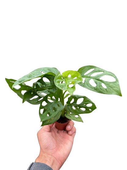 Monstera Adansonii Swiss Cheese indoor plant in small pot by Rooted Treasures Farms on Tampa Home & Garden Store