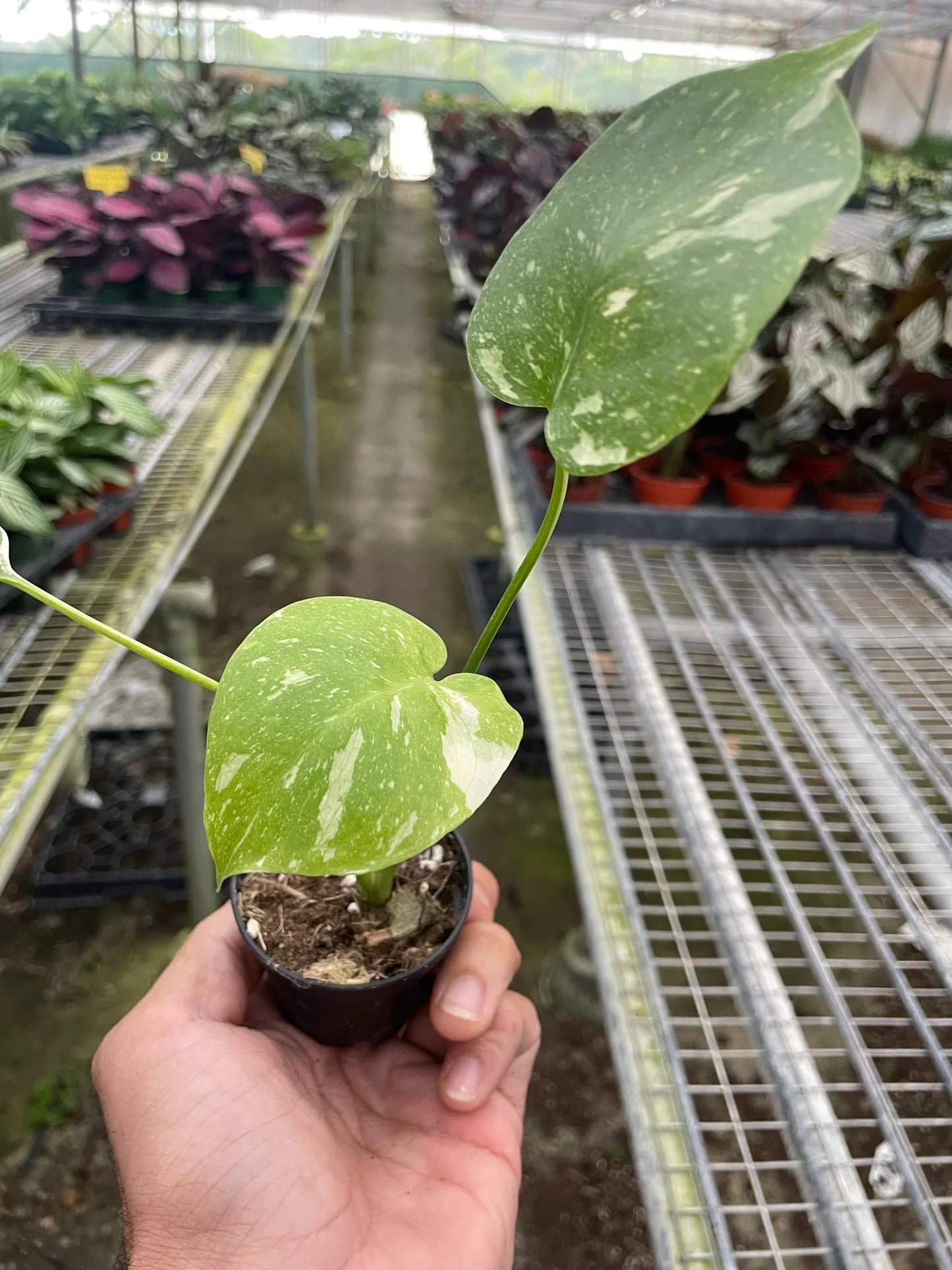 Monstera Thai Constellation plant in pot with variegated green leaves Rooted Treasures Farms on Tampa Home & Garden Store