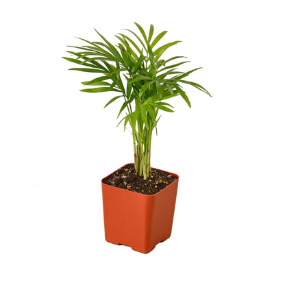 Parlor Palm indoor plant with slender green fronds in an orange pot Rooted Treasures Farms on Tampa Home & Garden Store