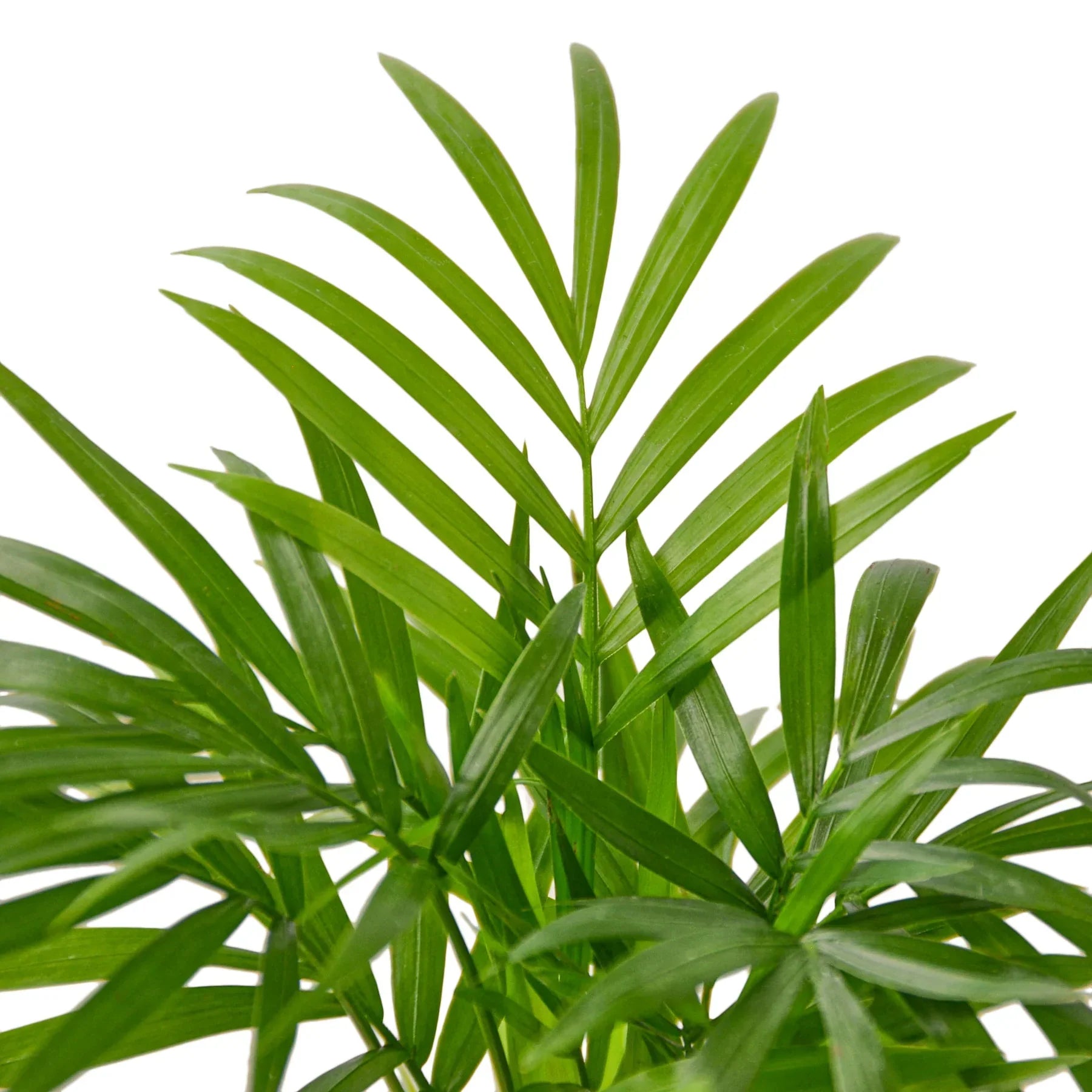 Parlor Palm indoor plant with slender glossy green fronds Rooted Treasures Farms on Tampa Home & Garden Store