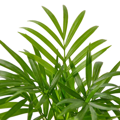 Parlor Palm indoor plant with slender glossy green fronds Rooted Treasures Farms on Tampa Home & Garden Store