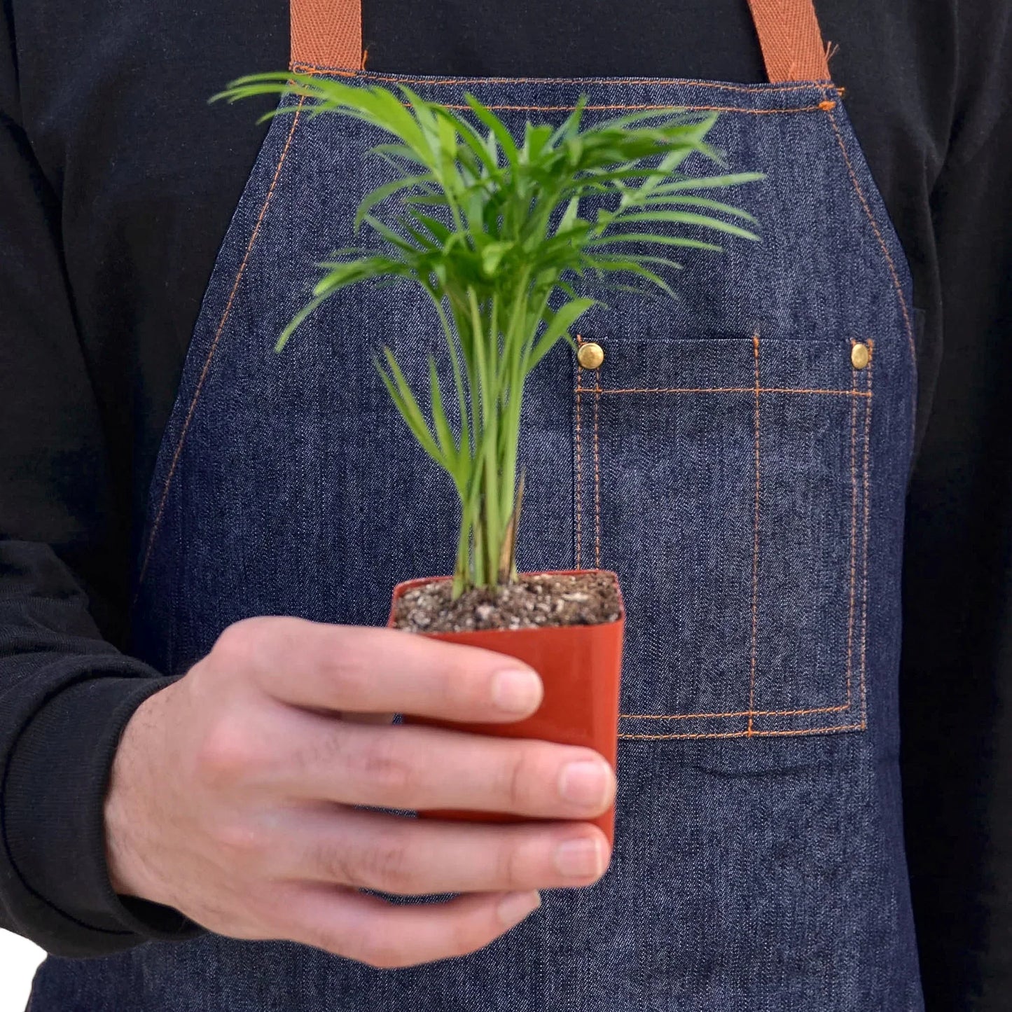 Parlor Palm indoor plant by Rooted Treasures Farms in a small orange-red pot on Tampa Home & Garden Store