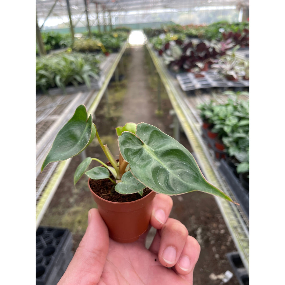 Philodendron Billietiae potted plant with glossy green leaves in terracotta pot House Plant Shop on Tampa Home & Garden Store