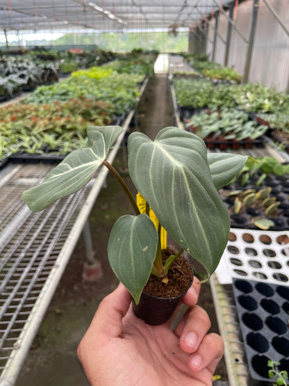 Philodendron gloriosum indoor plant with large green leaves and pale venation on Tampa Home & Garden Store