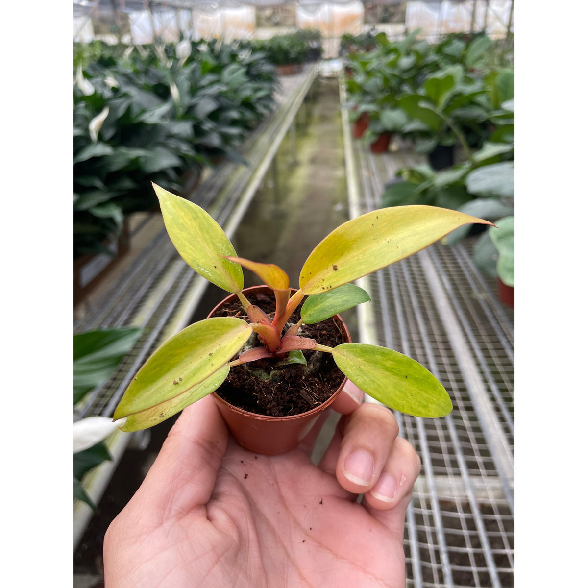 Philodendron Orange Marmalade indoor plant in a small pot with orange-tinged green leaves on Tampa Home & Garden Store