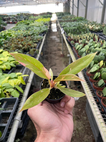 Philodendron Variegated Ring of Fire indoor plant with pinkish new growth on Tampa Home & Garden Store