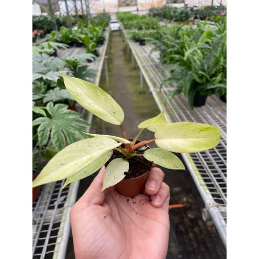 Philodendron Snowdrift indoor plant in small pot with pale green leaves held in hand on Tampa Home & Garden Store
