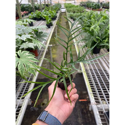 Philodendron Tortum indoor plant with slender feathery leaves held in hand on Tampa Home & Garden Store