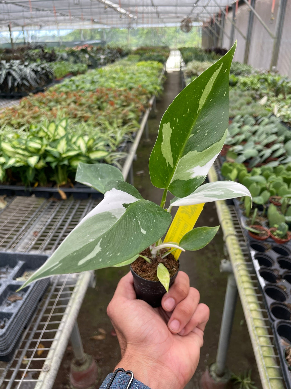 Philodendron White Princess variegated plant with green/white leaves held in a small pot on Tampa Home & Garden Store