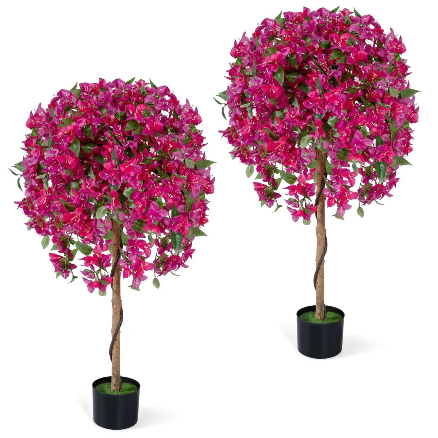 2 Pack Azalea Trees With Blooming Flowers