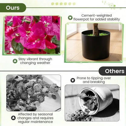 2 Pack Azalea Trees With Blooming Flowers