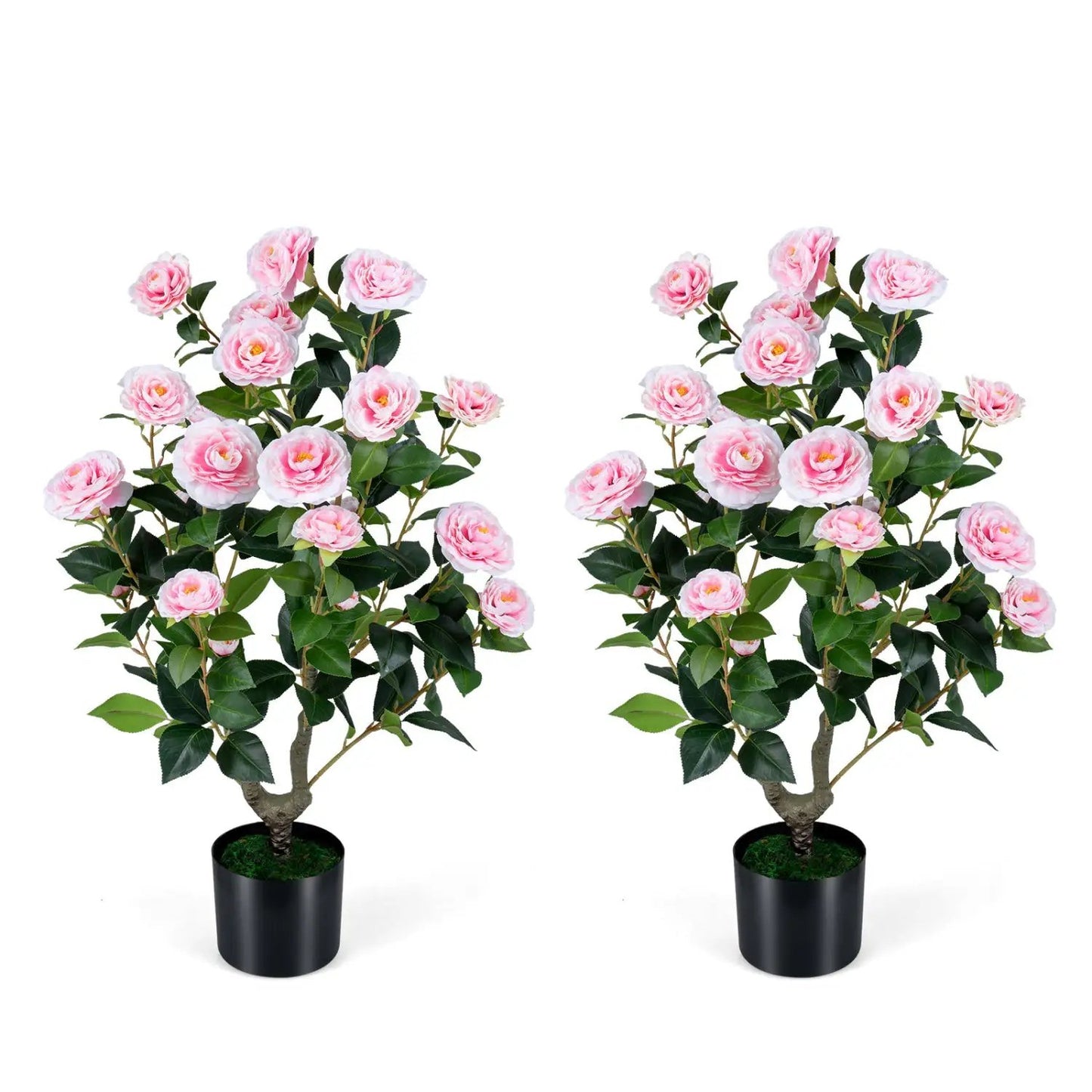 2 Pack Camellia Tree in Cement Filled Pot