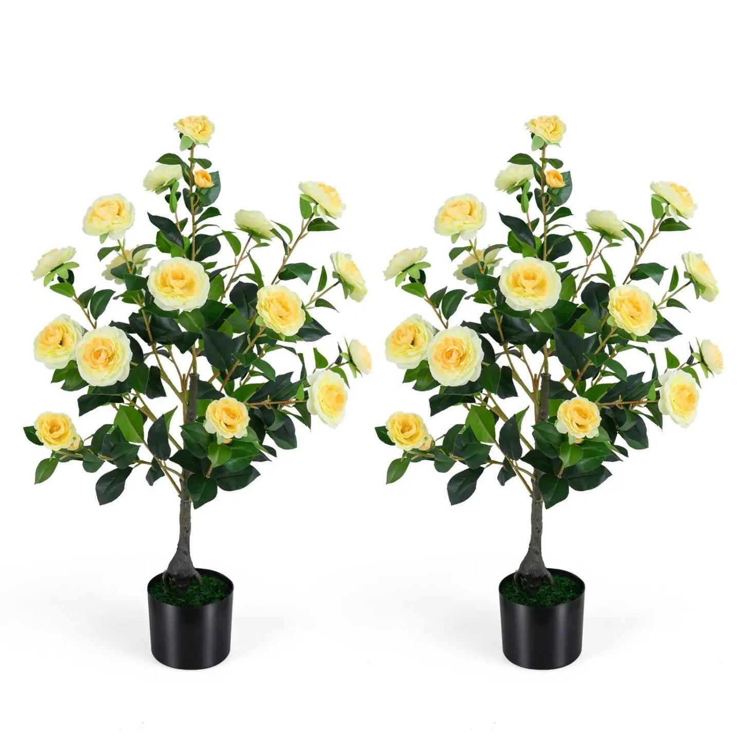 2 Pack Camellia Tree in Cement Filled Pot