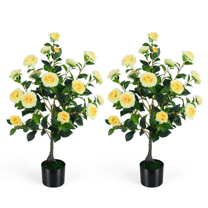 2 Pack Camellia Tree in Cement Filled Pot