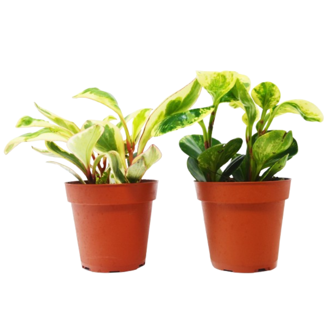 2 Peperomia Baby Rubber Plants in 4in pots with variegated yellow-green foliage House Plant Shop on Tampa Home & Garden Store