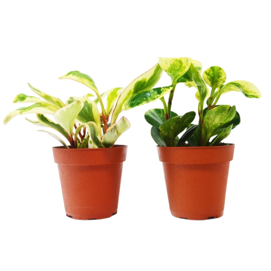 2 Peperomia Baby Rubber Plants in 4in pots with variegated yellow-green foliage House Plant Shop on Tampa Home & Garden Store