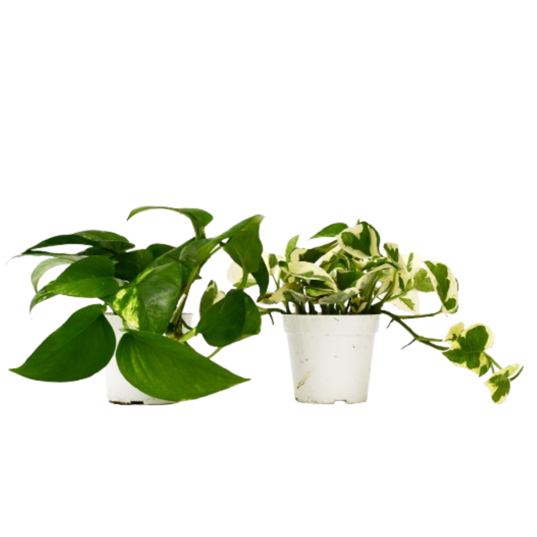 2 Pothos Variety Pack in 4 Inch Pot for Indoor