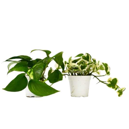Pothos variety pack, two 4-inch plants: green and variegated, in white pots, 2-pack on Tampa Home & Garden Store