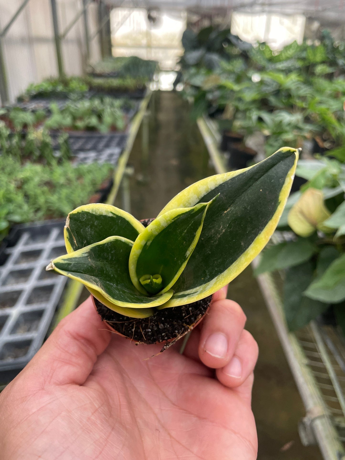 Snake Plant Black Gold yellow-edged indoor plant in small pot Rooted Treasures Farms on Tampa Home & Garden Store