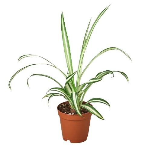 Reverse Spider Plant in a brown plastic pot with green and cream variegated leaves on Tampa Home & Garden Store