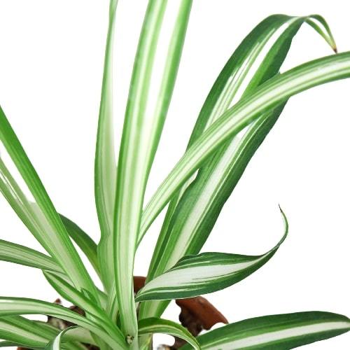 Reverse Spider Plant with variegated green and white leaves, potted houseplant on Tampa Home & Garden Store