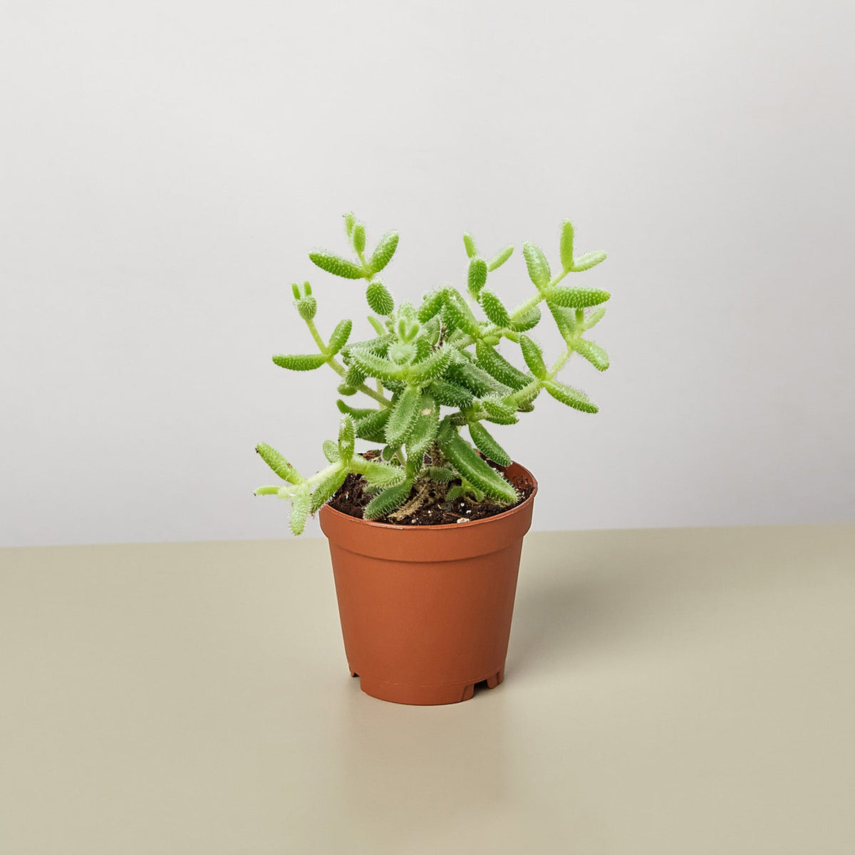 Delosperma echinatum Pickle Plant succulent in terracotta pot by House Plant Shop on Tampa Home & Garden Store