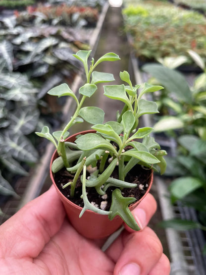Succulent String of Dolphins plant in small pot with light-green leaves Rooted Treasures Farms on Tampa Home & Garden Store