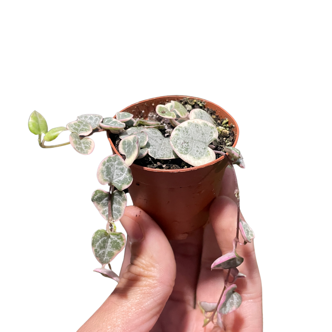 String of Hearts Variegated Indoor Plant