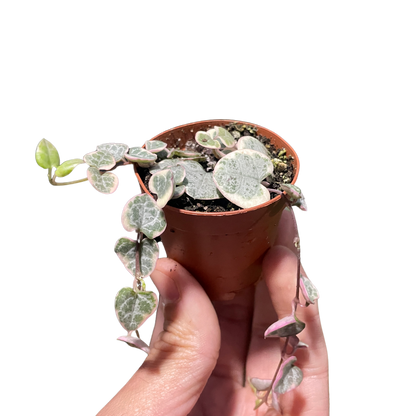 String of Hearts Variegated Indoor Plant