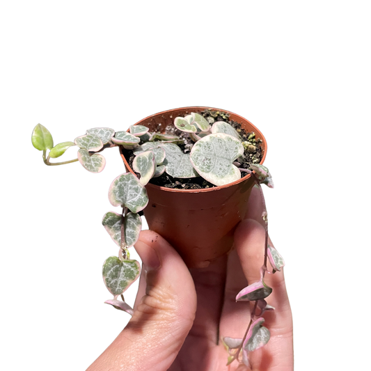 String of Hearts Variegated trailing plant with silver heart leaves in a small pot on Tampa Home & Garden Store