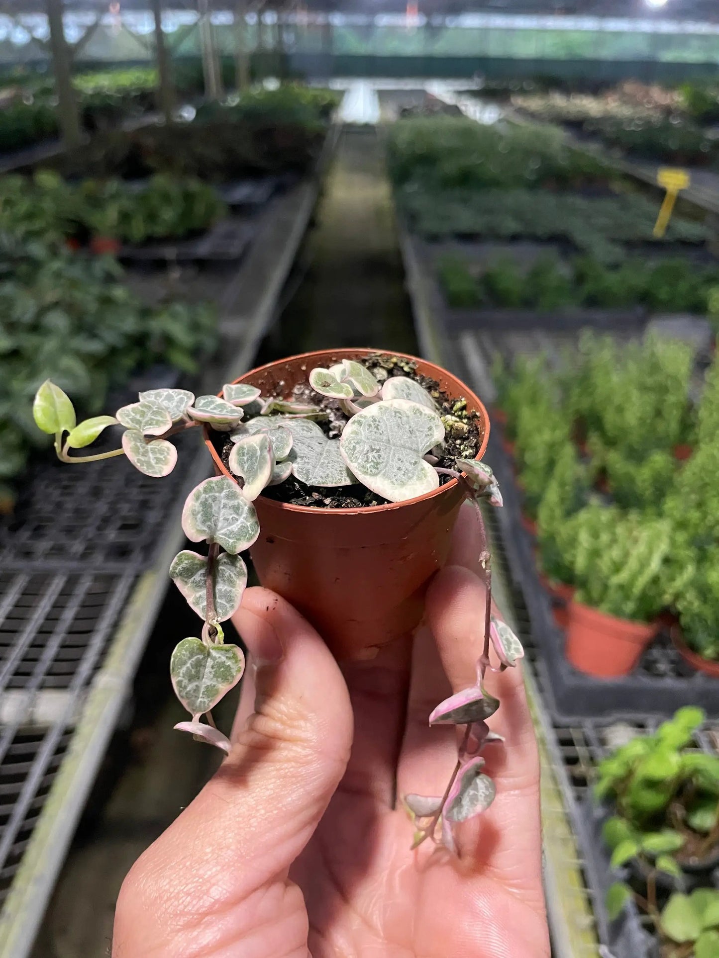 String of Hearts Variegated Indoor Plant