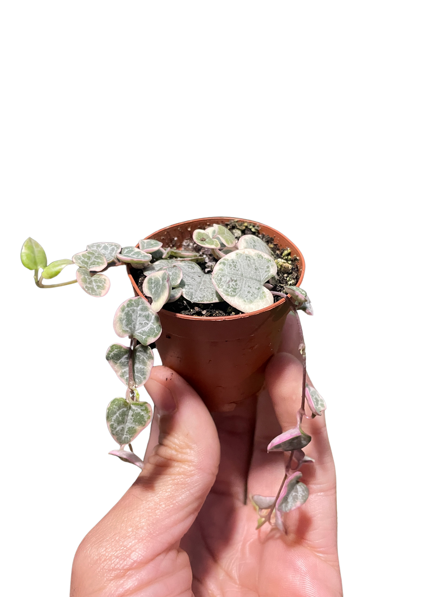 String of Hearts Variegated Indoor Plant