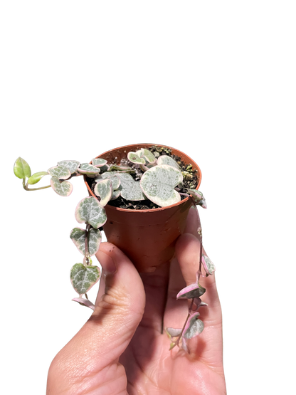 String of Hearts Variegated Indoor Plant