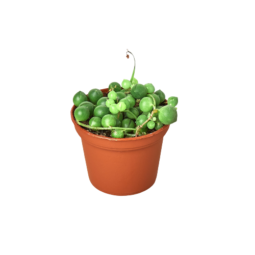 String of Pearls succulent in terracotta pot with green bead leaves Rooted Treasures Farms on Tampa Home & Garden Store