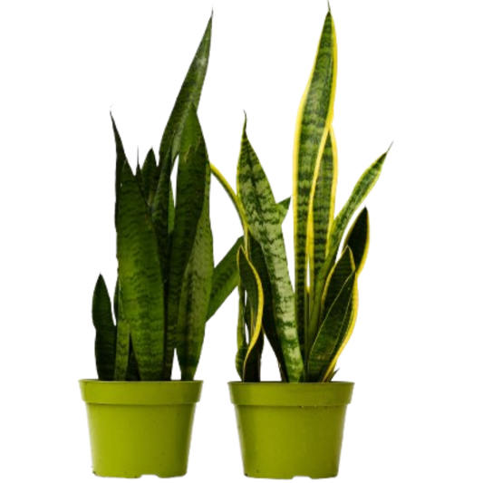Two Sansevieria snake plants in 6in pots, green leaves with yellow edges, House Plant Shop on Tampa Home & Garden Store