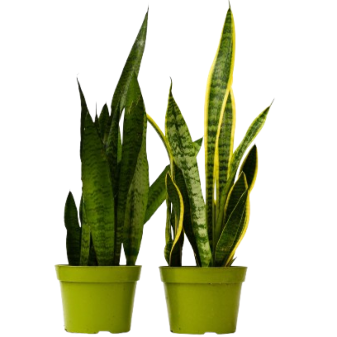 Snake plant pair Sansevieria in lime pots; variegated leaves Rooted Treasures Farms on Tampa Home & Garden Store