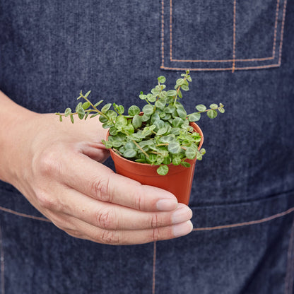 Peperomia Prostrata String of Turtles indoor plant with round green variegated leaves in pot on Tampa Home & Garden Store