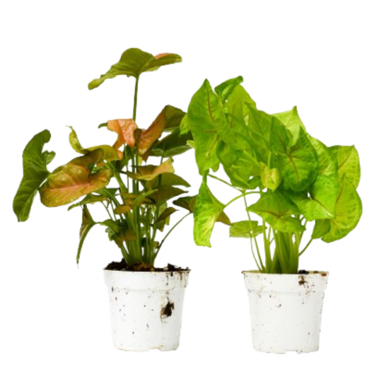 Syngonium Arrowhead plants 2-pack in 4 inch pots, green leaves Rooted Treasures Farms on Tampa Home & Garden Store