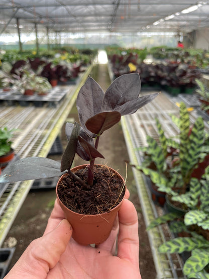 ZZ Zamioculcas Black Queen plant with burgundy leaves in small pot on Tampa Home & Garden Store