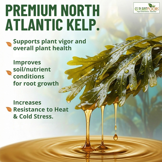 Organic Liquid Kelp Seaweed fertilizer banner: premium North Atlantic kelp by GS Plant Foods on Tampa Home & Garden Store