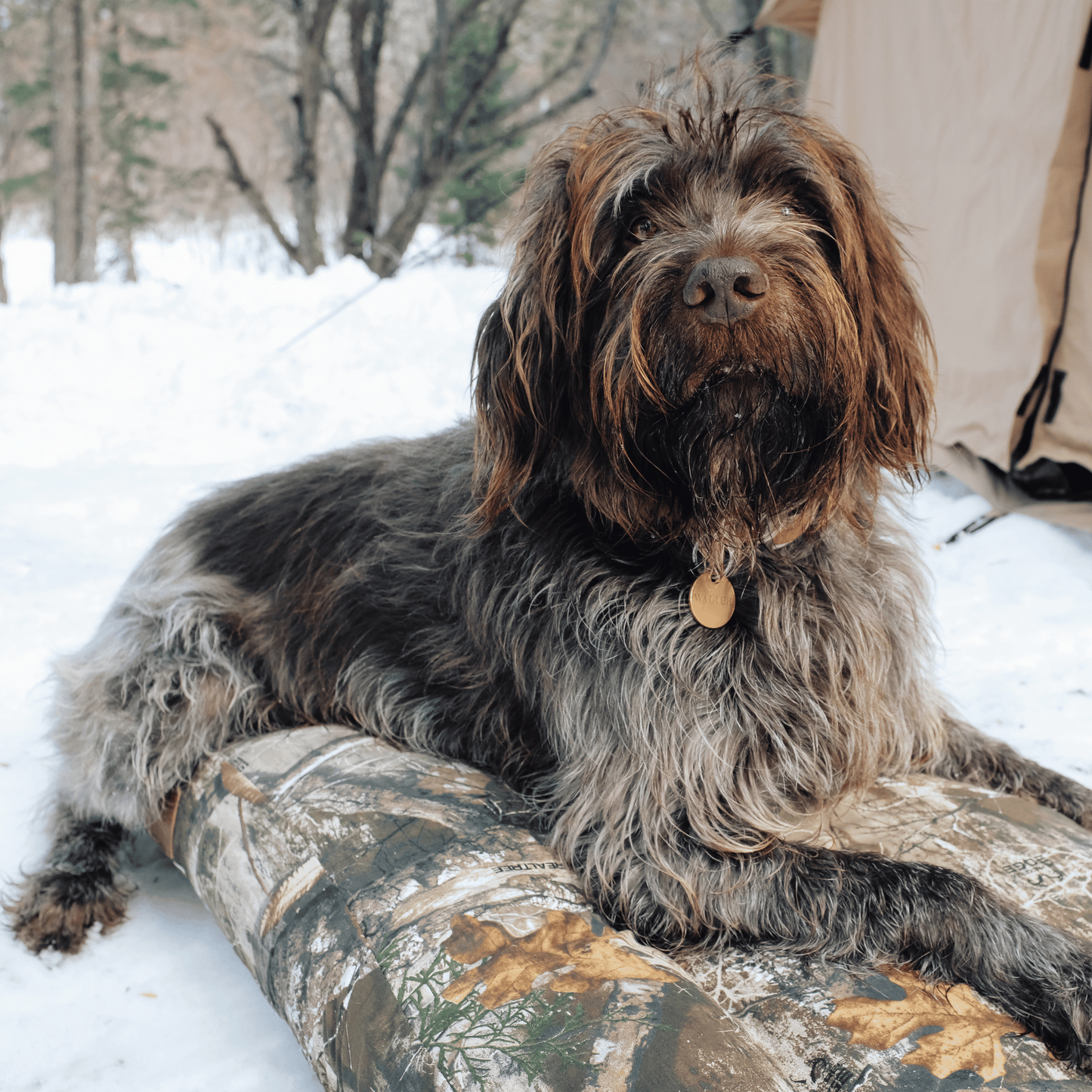 Dog Beds & Dog Bed Covers