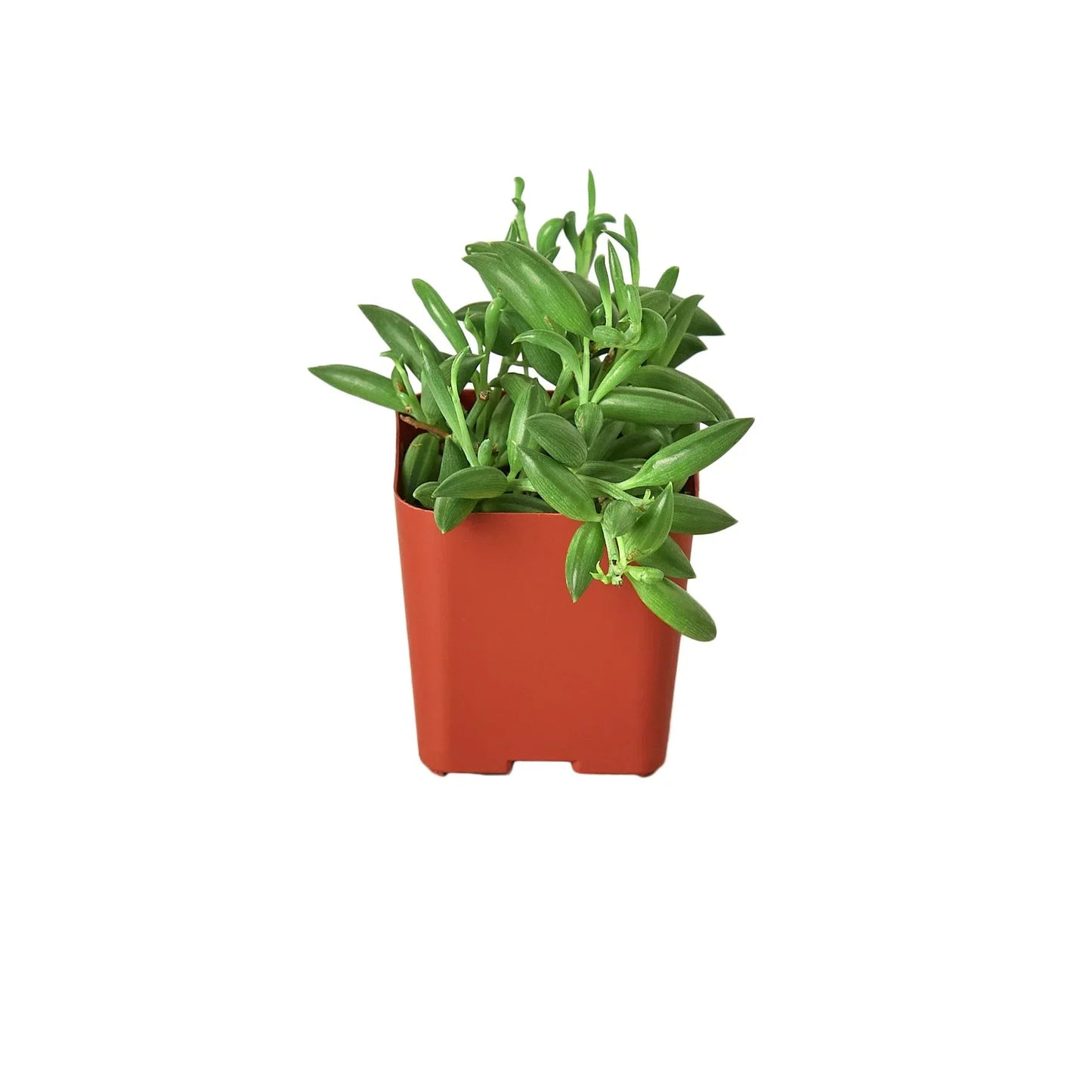 Succulent String of Bananas in orange terracotta pot, lush green leaves, Rooted Treasures Farms on Tampa Home & Garden Store