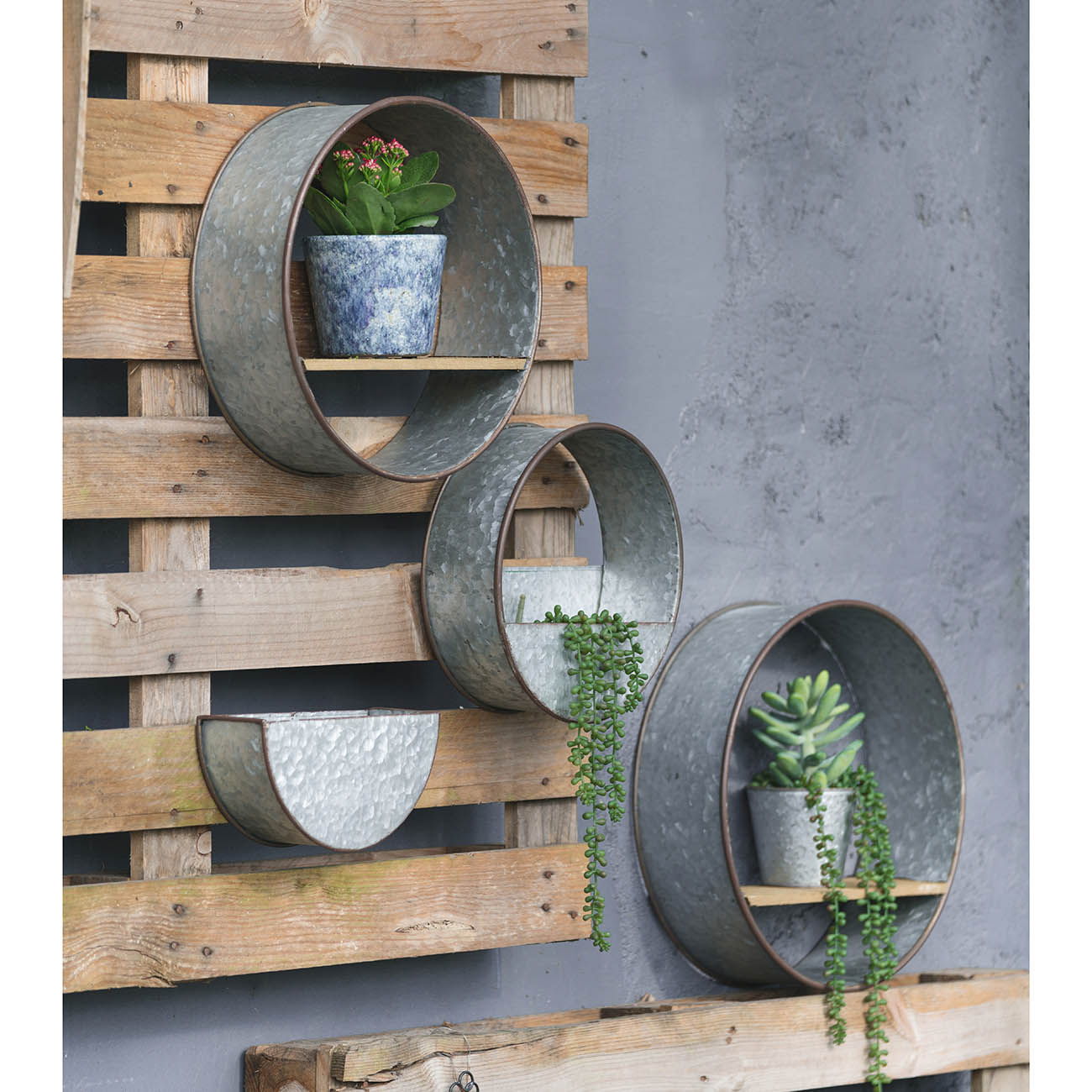 Farmhouse round metal wall planters set of 5 in gray galvanized finish with potted plants on wood wall on Tampa Home & Garden Store
