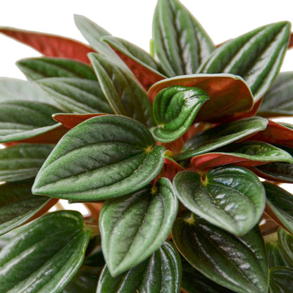 Peperomia Rosso indoor plant with glossy green leaves and red undersides Rooted Treasures Farms on Tampa Home & Garden Store
