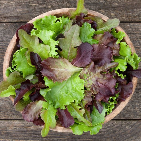 DMR Salad Blend mixed lettuce greens with green and purple leaves Seedtime Store on Tampa Home & Garden Store